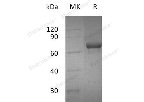 Recombinant Human OX40/TNFRSF4 Protein (Fc Tag) - ABMIUM