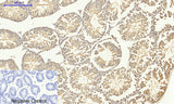 Immunohistochemistry of paraffin-embedded Mouse testis tissue using Smad4 Polyclonal Antibody at dilution of 1:200.