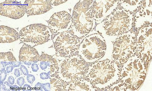 Immunohistochemistry of paraffin-embedded Mouse testis tissue using Smad4 Polyclonal Antibody at dilution of 1:200.