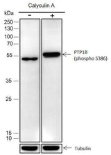 Anti-Human Phospho-PTP1B (Ser386) Antibody [A346]