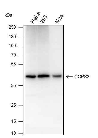 Anti-Human/Rat/Mouse COPS3 Antibody [A192] - ABMIUM