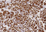 Anti-Human CLPS Antibody [B189]