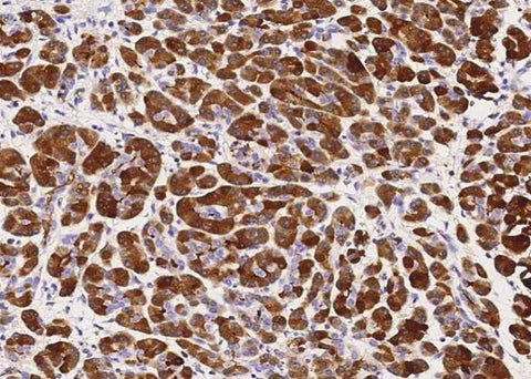 Anti-Human CLPS Antibody [B189] - ABMIUM