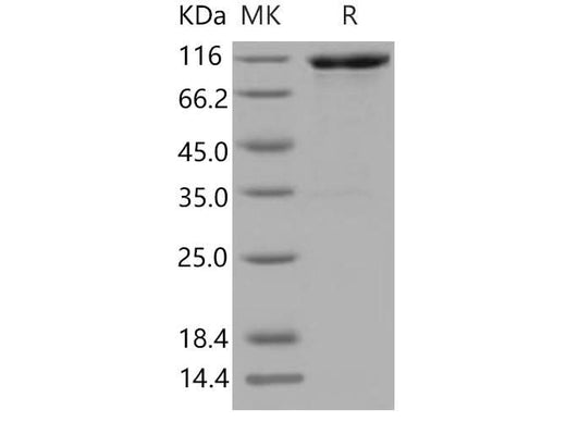 > 90 % as determined by reducing SDS-PAGE.