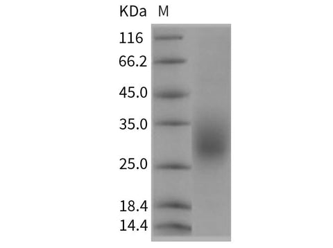 > 95 % as determined by reducing SDS-PAGE.