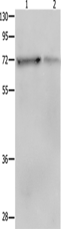 Anti-Human/Mouse/Rat PTPN11 Antibody - ABMIUM