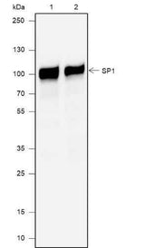 Anti-Human/Rat/Mouse SP1 Antibody [A682]