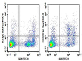 Anti-Mouse CD249(Ly-51) Antibody [6C3] - ABMIUM