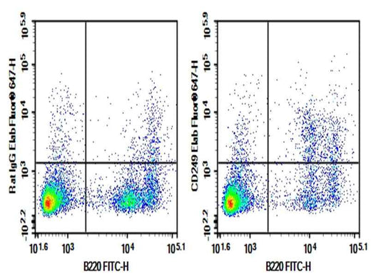Anti-Mouse CD249(Ly-51) Antibody [6C3] - ABMIUM