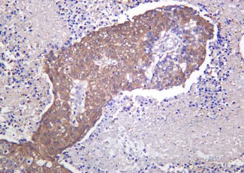 Anti-Human/Mouse/Rat PARK7 Antibody [B1048] - ABMIUM