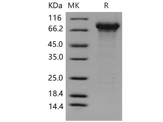 > 95 % as determined by reducing SDS-PAGE.