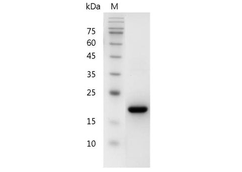 > 98 % as determined by reducing SDS-PAGE.