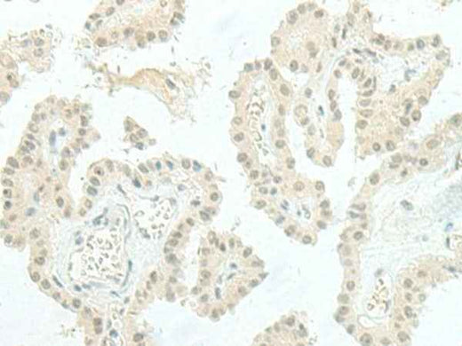 Anti-Human/Mouse/Rat ESRP2 Antibody