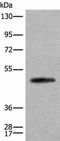 Anti-Human/Mouse/Rat CADM2 Antibody