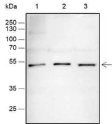 Anti-Human/Rat/Mouse SOX1 Antibody [A363]