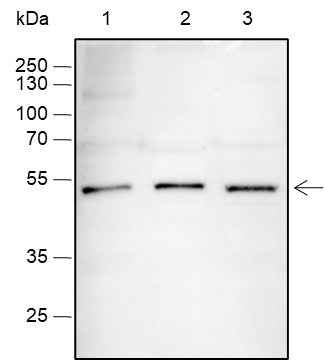 Anti-Human/Rat/Mouse SOX1 Antibody [A363]