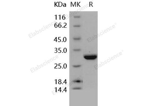 > 96 % as determined by reducing SDS-PAGE.