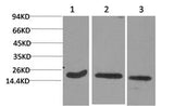 Western Blot analysis of 1) Hela, 2) 3T3, 3) Rat brain with Active CASP3 Monoclonal Antibody