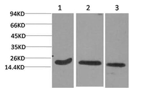 Western Blot analysis of 1) Hela, 2) 3T3, 3) Rat brain with Active CASP3 Monoclonal Antibody