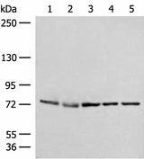 Western blot analysis of A172 231 Jurkat HepG2 and Hela cell lysates using POLH Polyclonal Antibody at dilution of 1:300
