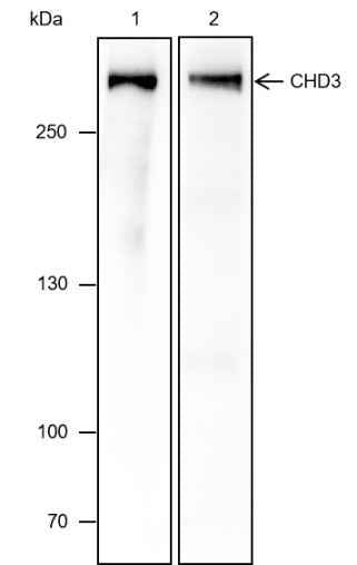 Anti-Human/Rat CHD3 Antibody [A479]