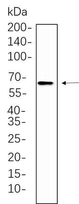 Anti-Human/Mouse/Rat RelB Antibody [B626]