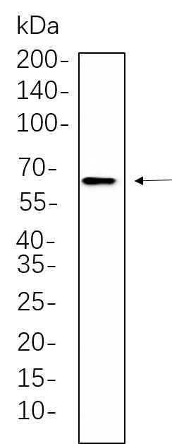 Anti-Human/Mouse/Rat RelB Antibody [B626] - ABMIUM