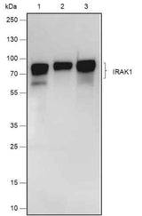 Anti-Human/Rat/Mouse IRAK1 Antibody [A567]