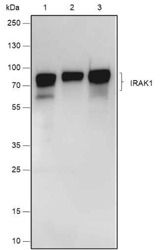 Anti-Human/Rat/Mouse IRAK1 Antibody [A567]