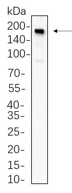 Anti-Human/Mouse/Rat Met Antibody [B664] - ABMIUM