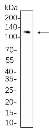 Anti-Human/Mouse/Rat Stat2 Antibody [B611]
