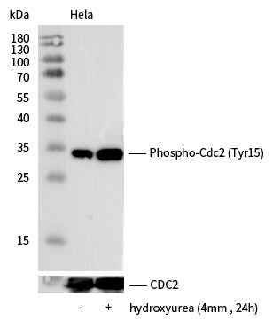 Anti-Human CDK1 Antibody [A1266] - ABMIUM