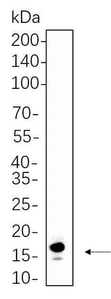 Anti-Human/Mouse/Rat Histone H3 Antibody [B1092]