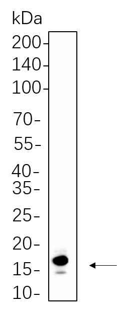 Anti-Human/Mouse/Rat Histone H3 Antibody [B1092] - ABMIUM
