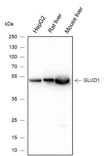 Anti-Human/Rat/Mouse GLUD1 Antibody [A230] - ABMIUM