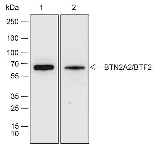 Anti-Human/Mouse BTN2A2/BTF2 Antibody [A633]