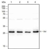 Anti-Human/Rat/Mouse Bid Antibody [A142]