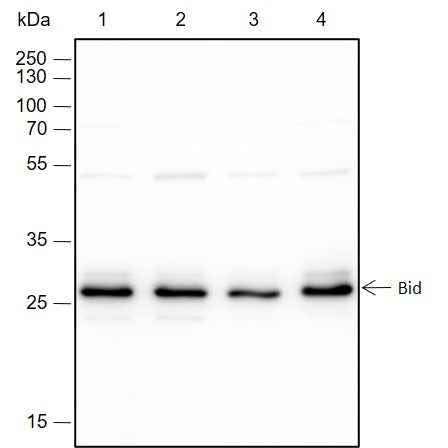 Anti-Human/Rat/Mouse Bid Antibody [A142] - ABMIUM