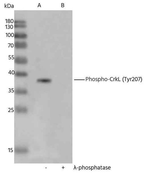 Anti-Human CRKL Antibody [A1271] - ABMIUM