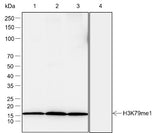 Anti-Human/Rat/Mouse Histone H3 (Mono Methyl Lys79) Antibody [A792] - ABMIUM