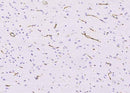 Anti-Human NES Antibody [A1024] - ABMIUM