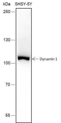 Anti-Human/Rat/Mouse Dynamin 1 Antibody [A207] - ABMIUM