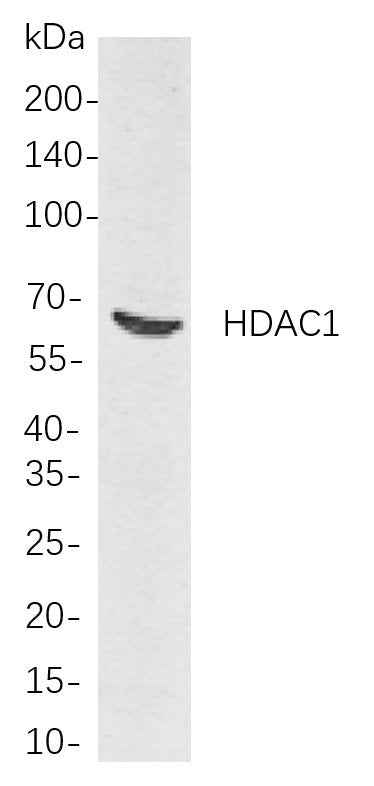 Anti-Human/Mouse/Rat HDAC1 Antibody [B705] - ABMIUM