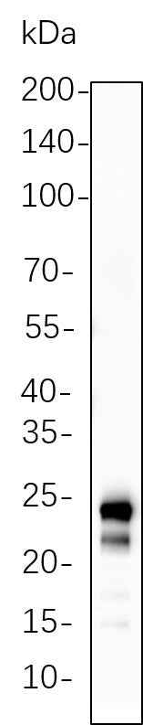 Anti-Human/Mouse/Rat MOB1 Antibody [B1110]