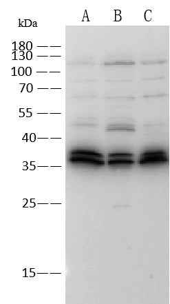 Anti-Mouse TACSTD2 Antibody [B501]
