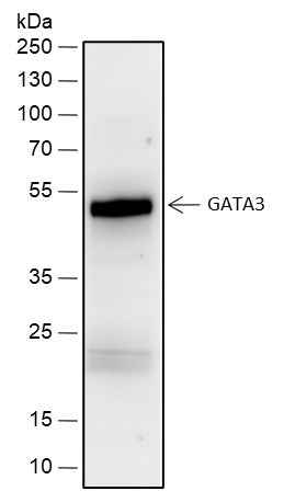 Anti-Human GATA3 Antibody [A504] - ABMIUM