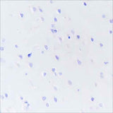 Anti-Human/Rat DPEP1 Antibody [A206]