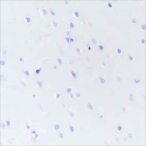 Anti-Human/Rat DPEP1 Antibody [A206]