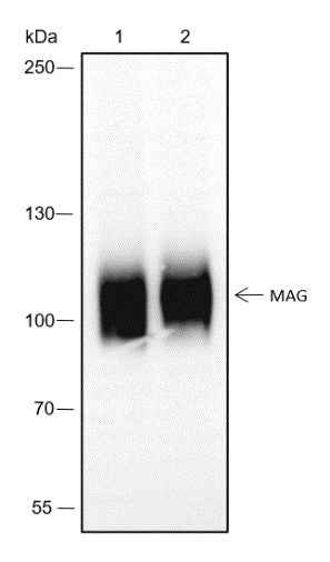 Anti-Human/Rat/Mouse MAG Antibody [A292] - ABMIUM