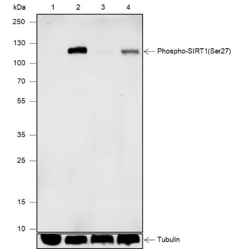 Anti-Human Phospho-SIRT1(Ser27) Antibody [A812] - ABMIUM
